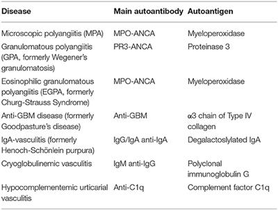 Streptococcal Enzymes as Precision Tools Against Pathogenic IgG Autoantibodies in Small Vessel Vasculitis